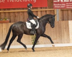 dressage horse Feuerherz (Westphalian, 2018, from For Romance I)