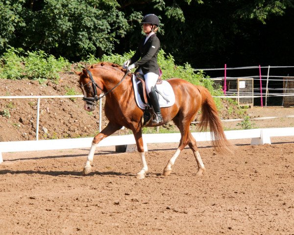 stallion Quatermoon 5 (German Riding Pony, 2013, from Quaterback)