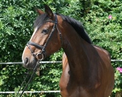 broodmare Caspina Berlin Pj (Hanoverian, 2017, from Caspar (Berlin))