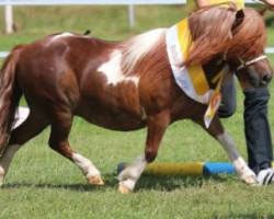 broodmare Woika v. Stal de Schutse (Shetland pony (under 87 cm), 2005, from Jasper van 't Heidepark)