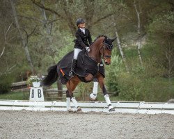 dressage horse Visser's Hit Valeria VEC OLD (Oldenburg, 2017, from Vitalis)