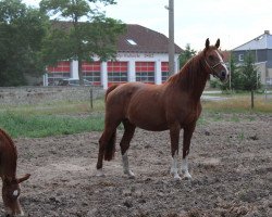 broodmare Queen Darling (German Sport Horse, 2008, from Quaterman I)