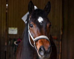 dressage horse Vergissmeinnicht EL (Hanoverian, 2021, from Va' Pensiero)