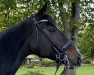 dressage horse Madicken (Trakehner, 2013, from Goldschmidt)