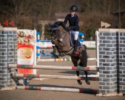 jumper Ninjo 28 (German Riding Pony, 2003, from Nanduc)