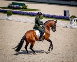 stallion Escorial Campline (Lusitano, 2009, from Spartacus)