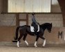 dressage horse Fürst Carry (Oldenburg, 2017, from Fürst Romancier)