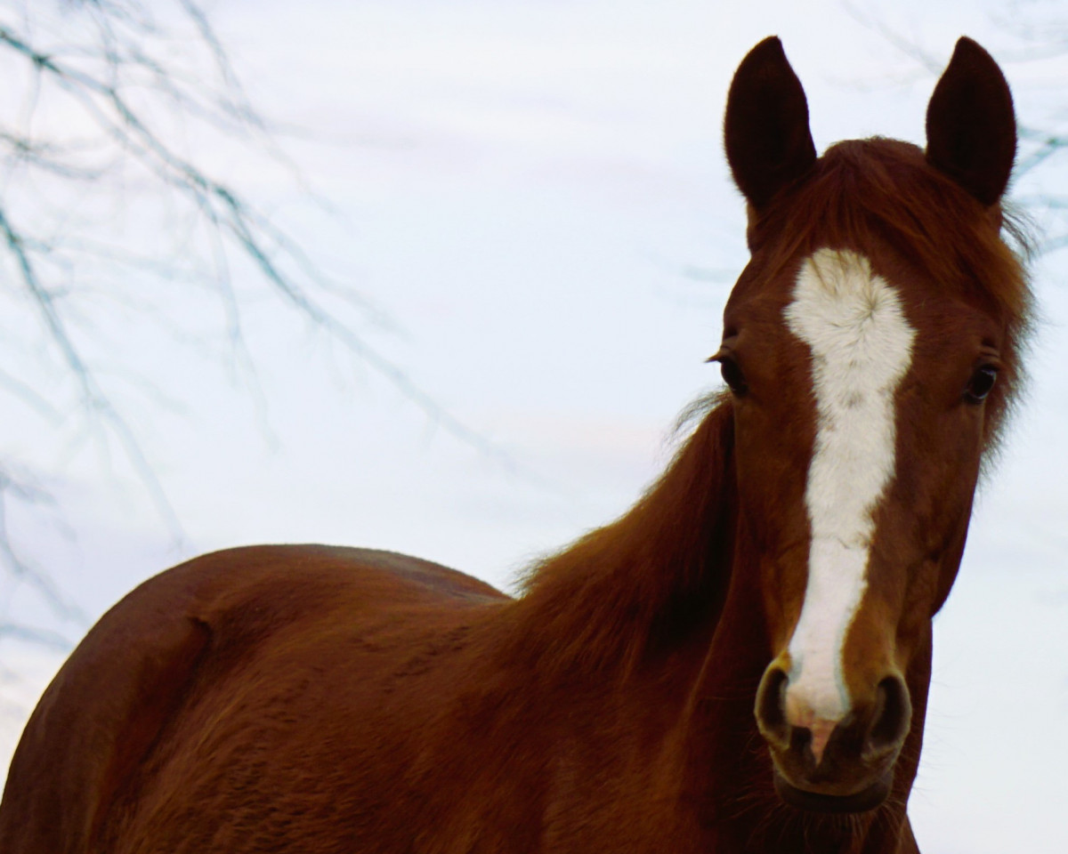 dressage horse Grumpy MW (Mecklenburg, 2022, from Go for Romance PS)