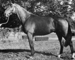 Deckhengst Calmar du Poncel (Selle Français, 1968, von Rantzau xx)