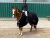 dressage horse Nollock (German Riding Pony, 2007, from Nino)