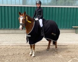 dressage horse Nollock (German Riding Pony, 2007, from Nino)