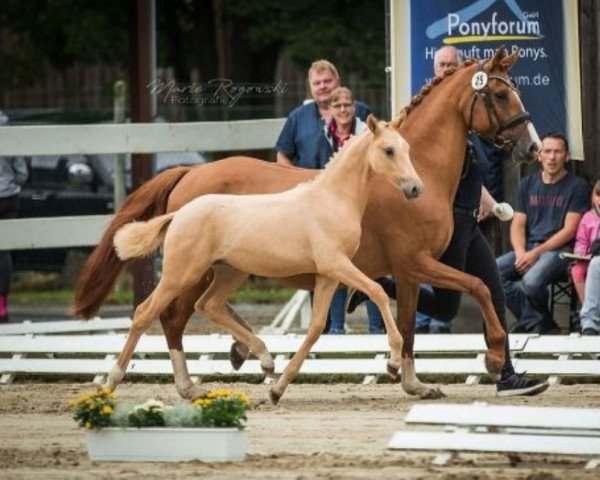 broodmare Dynamik 45 (German Riding Pony, 2007, from FS Don't Worry)