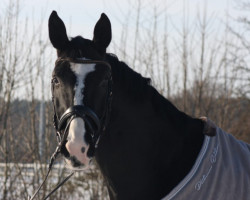 dressage horse Chicharito 4 (Holsteiner, 2012, from Catalido)