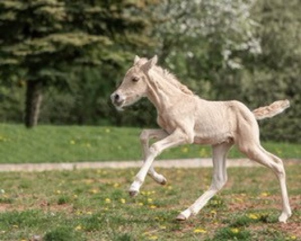 Dressurpferd Cowgirls dream Campino (Kleines deutsches Reitpferd, 2022, von Soel'rings Cuvee)