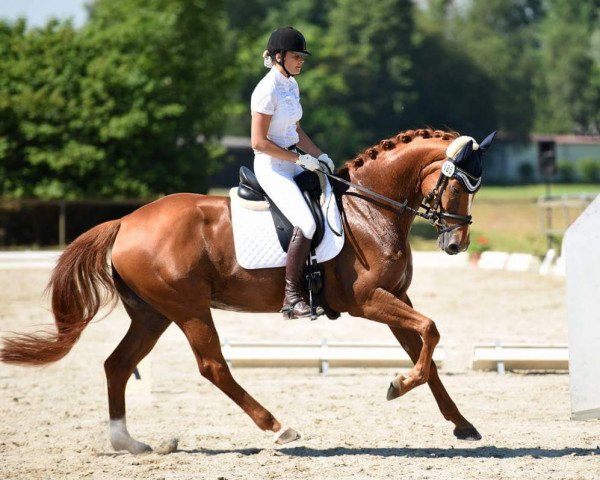 broodmare La Belle Rouge (Oldenburg, 2010, from L'espoir)