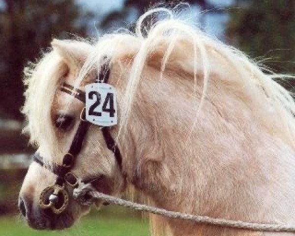 stallion Harvey vom Ellernbrook (Shetland Pony, 2000, from Kerswell Hamlet)