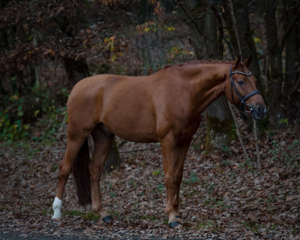 dressage horse Wild Damon (Rhinelander, 2013, from Welton)