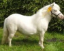 broodmare Glamour v. Ellernbrook (Shetland pony (under 87 cm),  , from Harvey vom Ellernbrook)