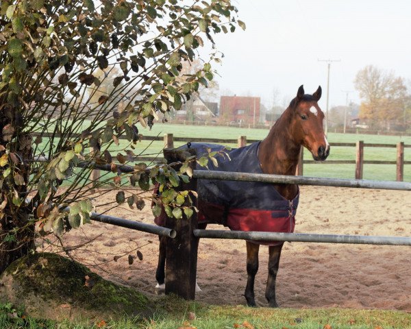 dressage horse Luiz Enrique (Rhinelander, 2012, from Lord Carnaby)