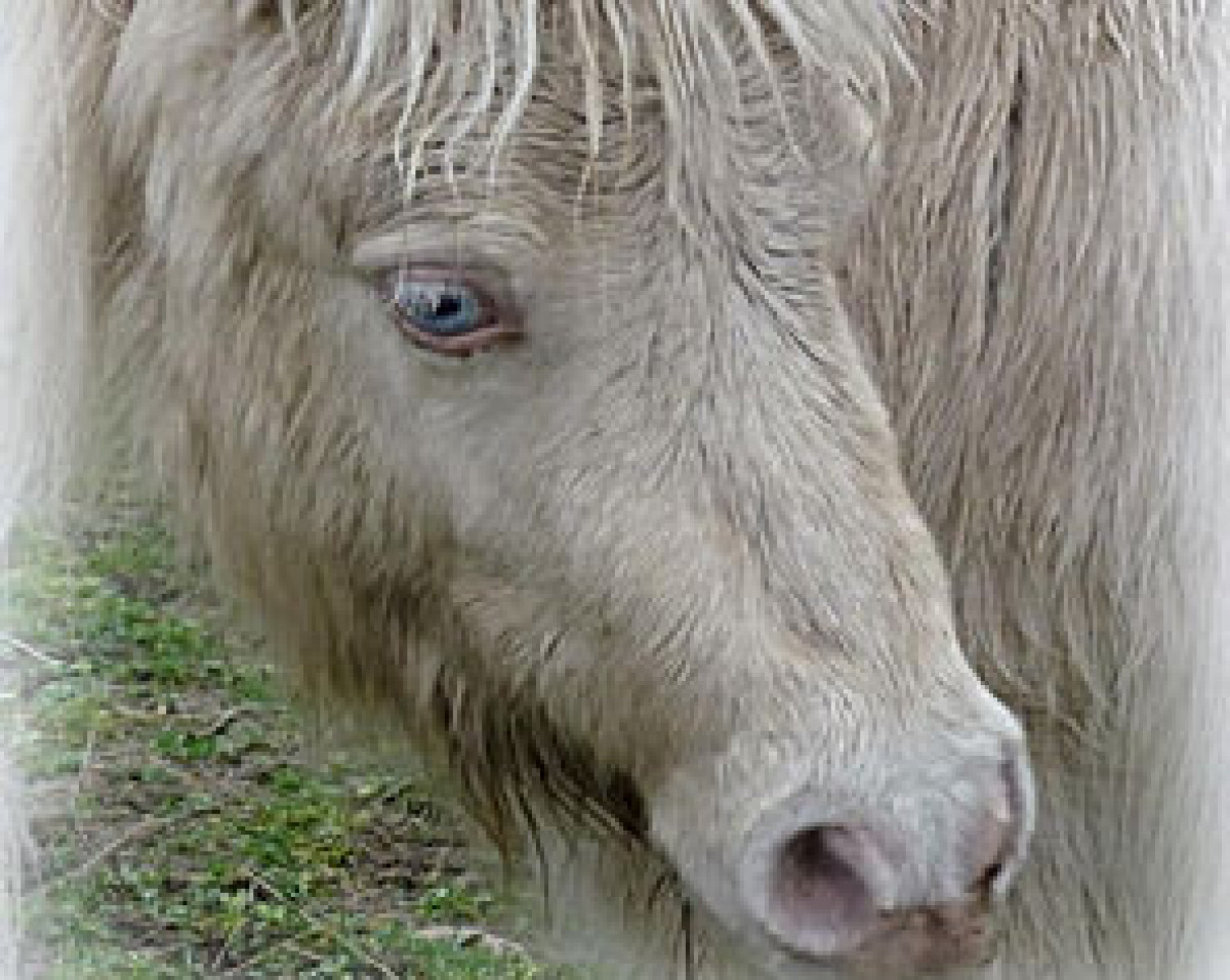 Deckhengst Monty Blue v. Ellernbrook (Shetland Pony (unter 87 cm), 2010, von CC's Manitou)