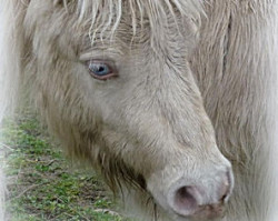 stallion Monty Blue v. Ellernbrook (Shetland pony (under 87 cm), 2010, from CC's Manitou)