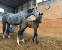 jumper Chiemsee (Mecklenburg, 2023, from Calvani FF)