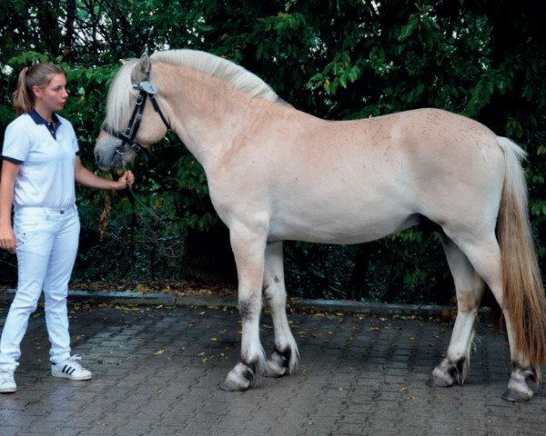 Pferd Kaisas Fabian (Fjordpferd, 2020, von Feedts Lindemann)