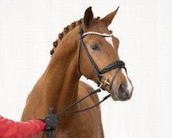 dressage horse Fürst Zidaro (Westphalian, 2019, from Fürst Samarant)