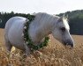 dressage horse Vasco (Andalusians/horse of pure Spanish race, 2005)