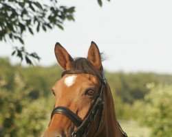 Dressurpferd Apoldino (Trakehner, 1994, von Arrak)