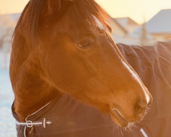 horse Rico (Polish Warmblood, 2008)