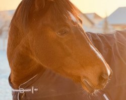 Pferd Rico (Polnisches Warmblut, 2008)