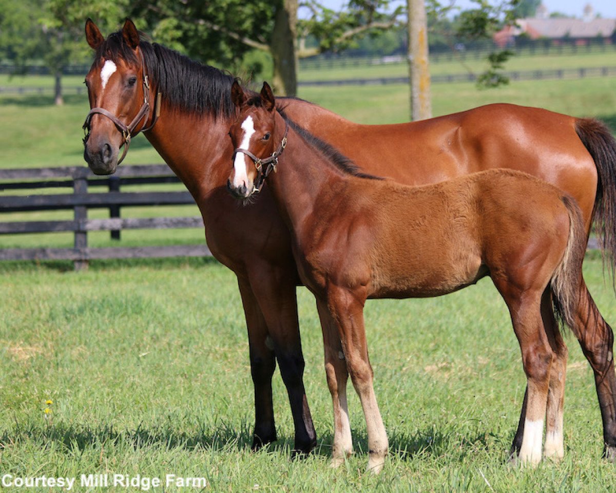 broodmare Devine Actress xx (Thoroughbred, 2005, from Theatrical xx)