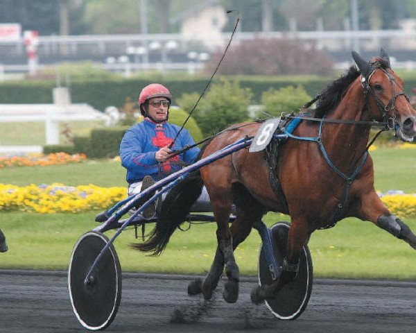 stallion Password (French Trotter, 2003, from Goetmals Wood (FR))