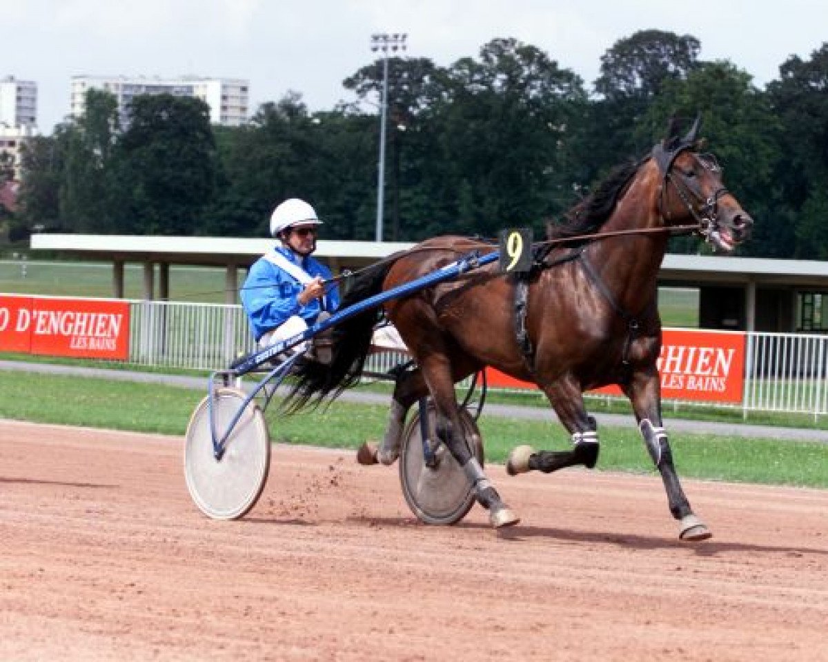Deckhengst Goetmals Wood (FR) (Französischer Traber, 1994, von And Arifant (FR))