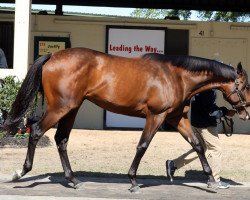 horse Hengst von Uncle Mo xx (Thoroughbred, 2021, from Uncle Mo xx)