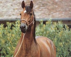 stallion And Arifant (FR) (French Trotter, 1986, from Sharif di Jeselo (It))