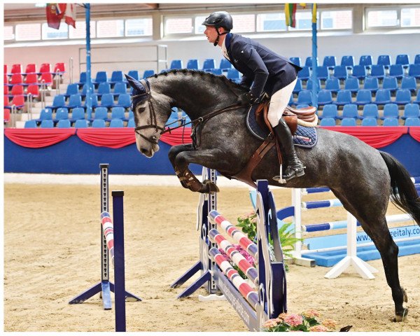 jumper Captain's Lady K (Oldenburg show jumper, 2018, from Caept'n Hook)