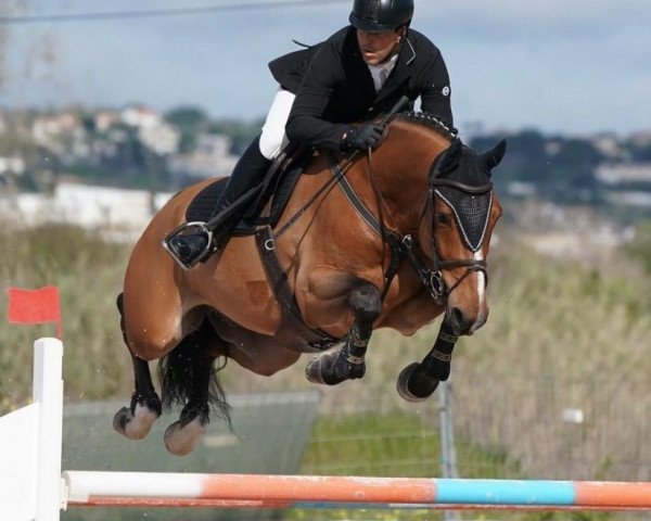 jumper H. Millfield Tobias (KWPN (Royal Dutch Sporthorse), 2012, from Tornesch)