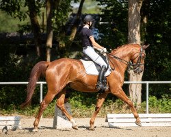 dressage horse Lewis Hamilton (Trakehner, 2008, from Kaiserkult TSF)