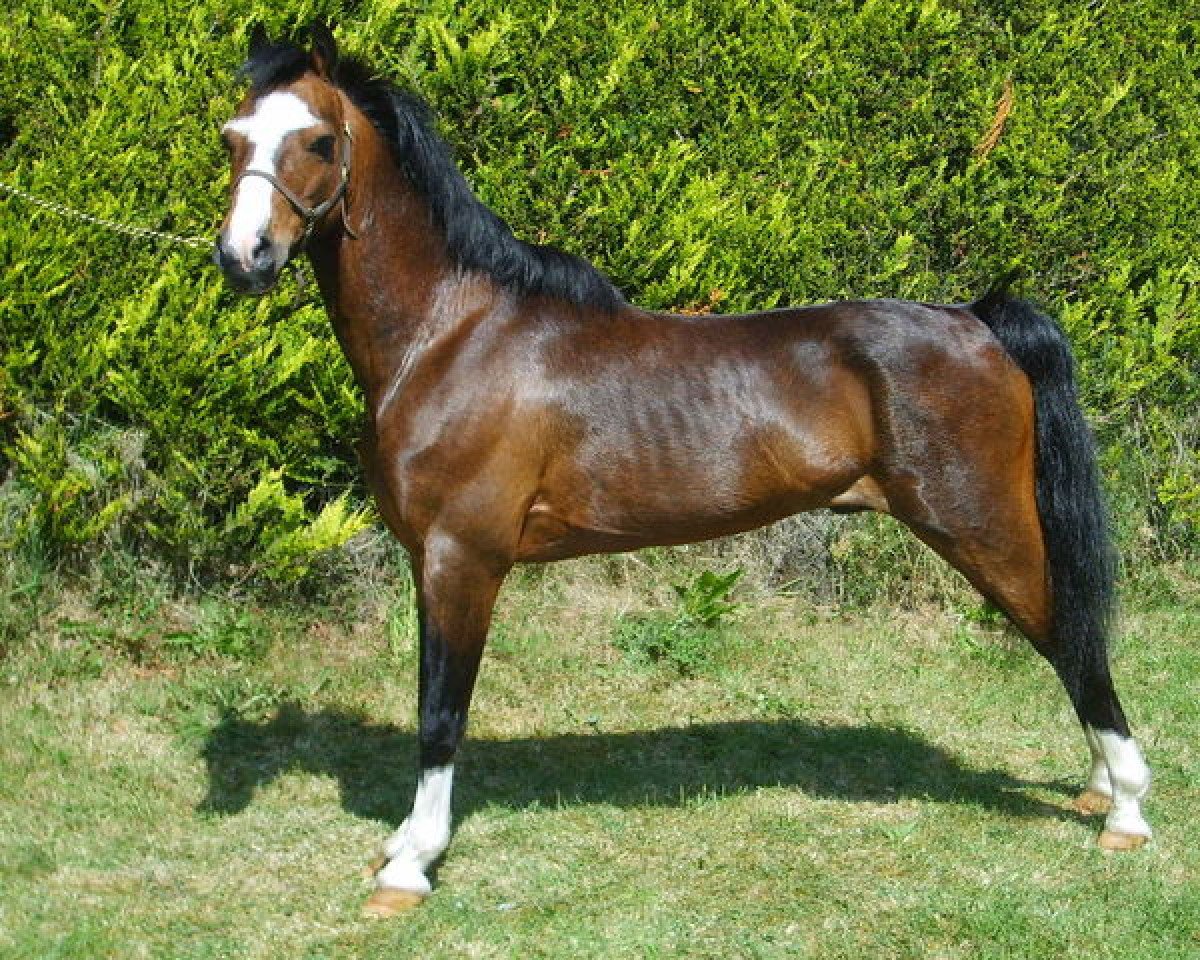stallion Sunbeam Vindicator (Hackney (horse/pony), 1997, from Sunbeam Super Star)