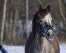 dressage horse Nikita (German Riding Pony, 2001, from Gerlof)