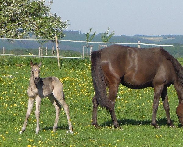 Dressurpferd RM Debby Grey (Deutsches Reitpony, 2022, von Dream Date 7)