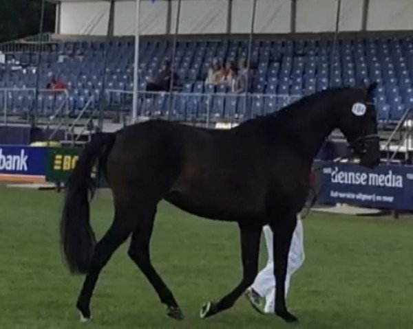 broodmare Ici Moi (Royal Warmblood Studbook of the Netherlands (KWPN), 2013, from Glock's Dream Boy)