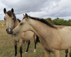 dressage horse RM Cashback (German Riding Pony, 2022, from Cosmopolitan NRW)