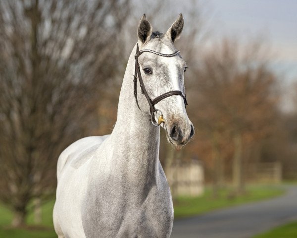 stallion Coco keep it cool L (Westphalian, 2020, from Cabrio van de Heffinck)