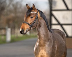 Deckhengst Haribo L (Deutsches Reitpony, 2020, von Cornet Obolensky)