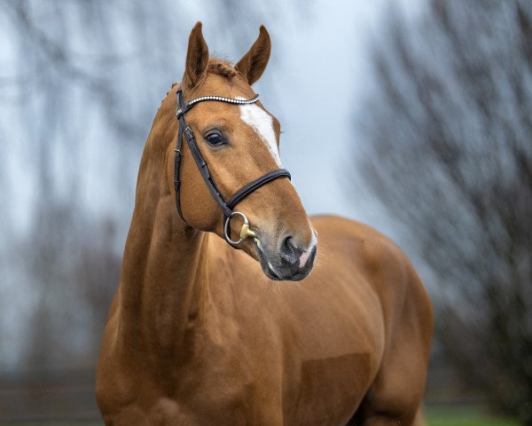 stallion Outlaw (KWPN (Royal Dutch Sporthorse), 2019, from Manchester van't Paradijs)
