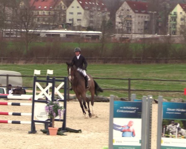 Reitturnier Zwickau 2023