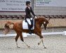 dressage horse Naceur (German Riding Pony, 2006, from Heidbergs Nancho Nova)